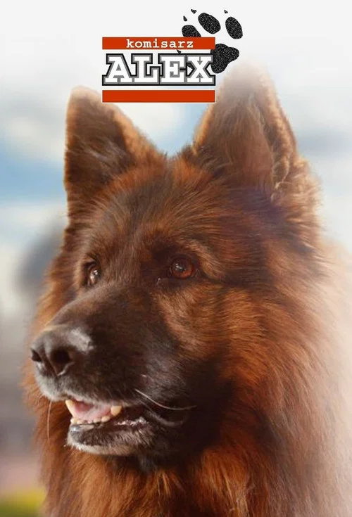 Постер: Komisarz Alex